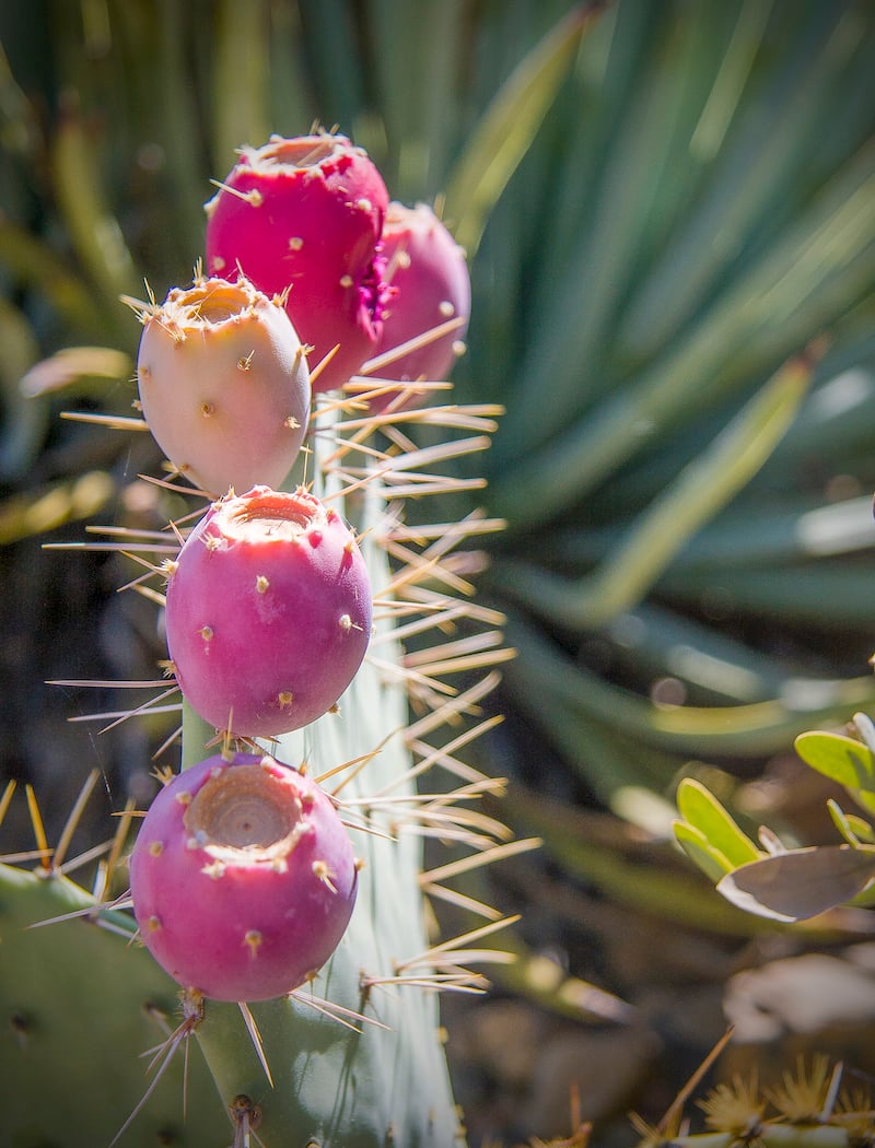 Prickly Pear Festival 2